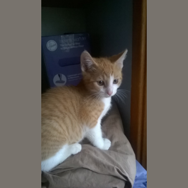 Photo of Simba