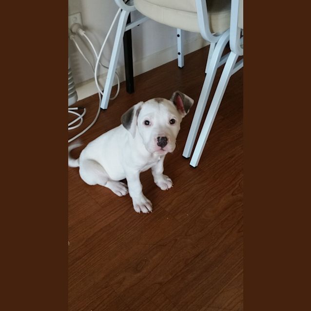 Photo of Jewel 