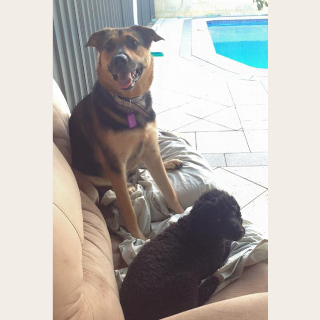 Photo of Stella 1174 & Gypsy 1175