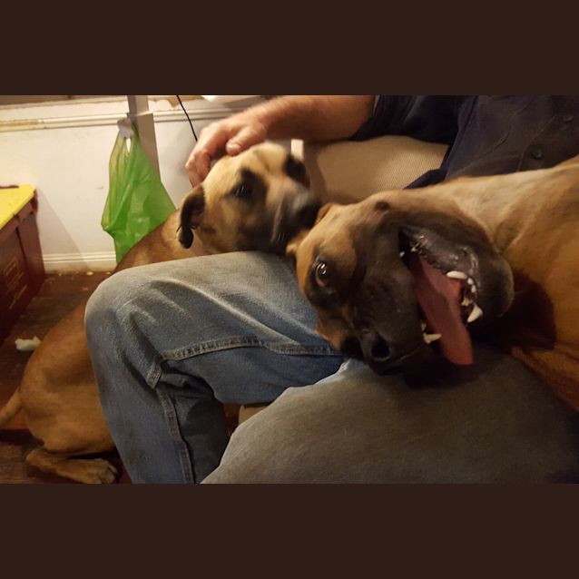 Photo of Moose (Adoption Pending)