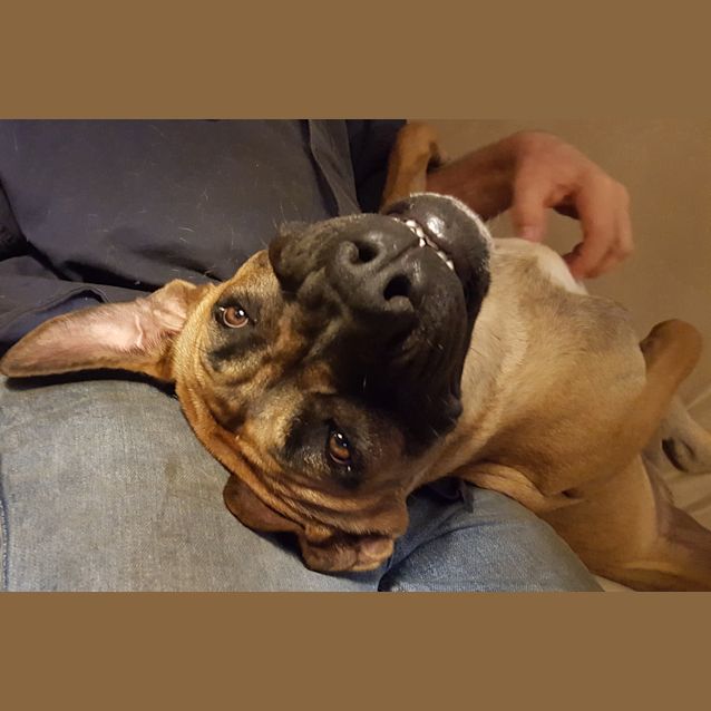 Photo of Moose (Adoption Pending)