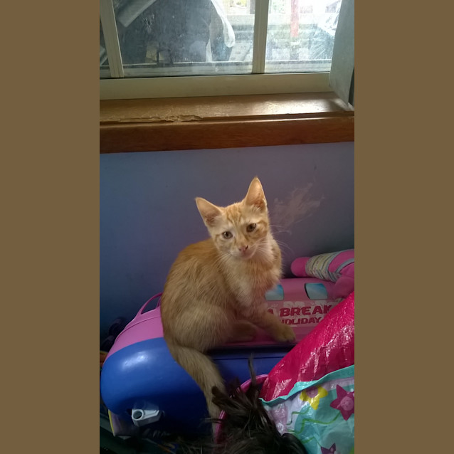 Photo of Sinbad