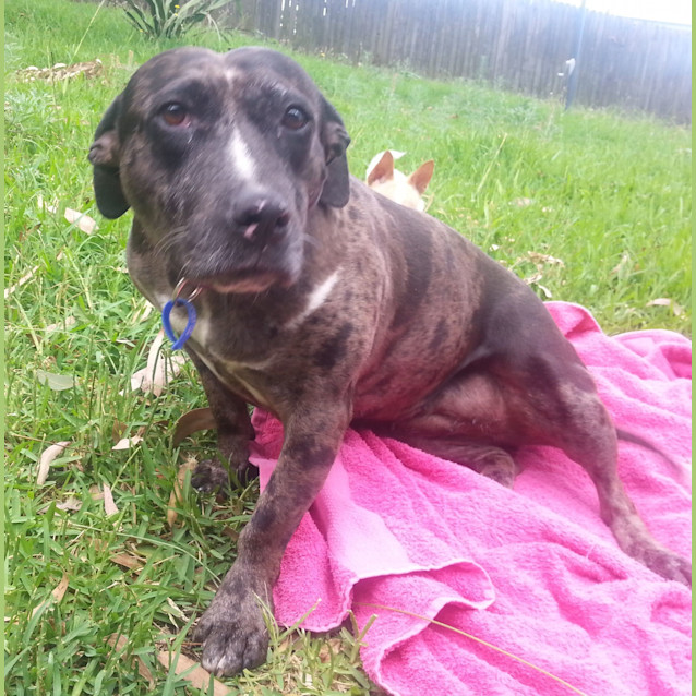 Photo of Bindi ~ Senior Staffy (Adopted 16/7/16)