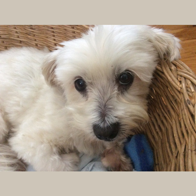 Photo of Jack *Adoption Pending *