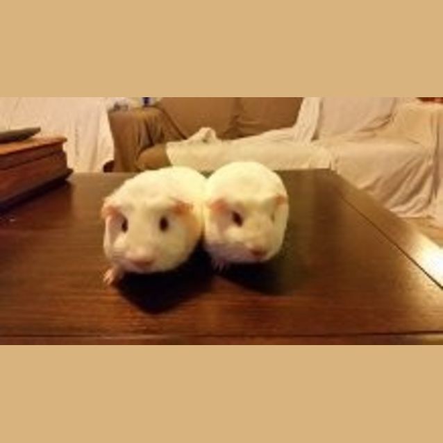Photo of Bib And Bob
