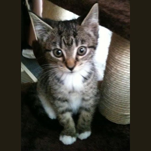 Photo of Rose