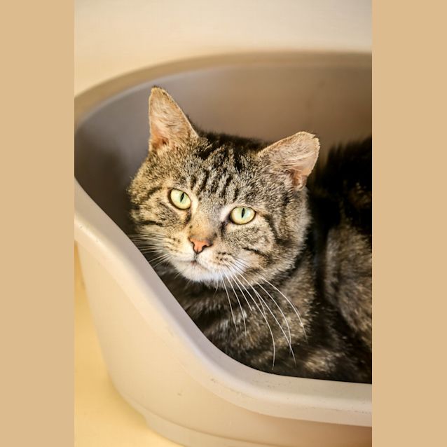 Photo of Misterioso (5179)