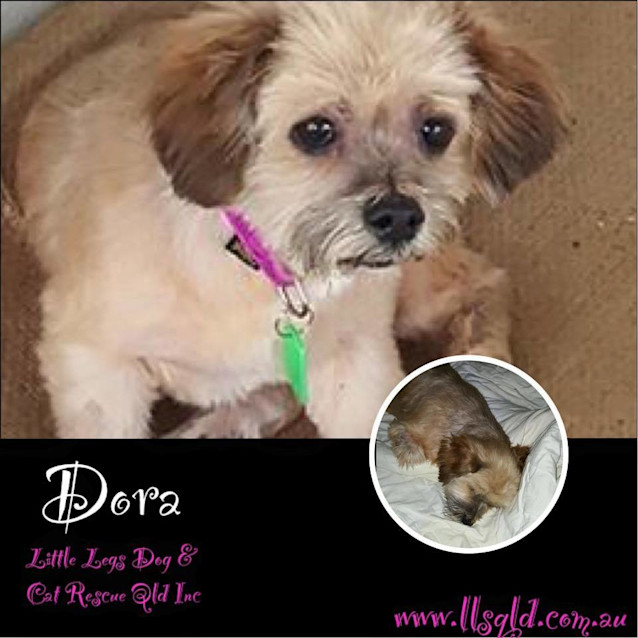 Photo of Dora
