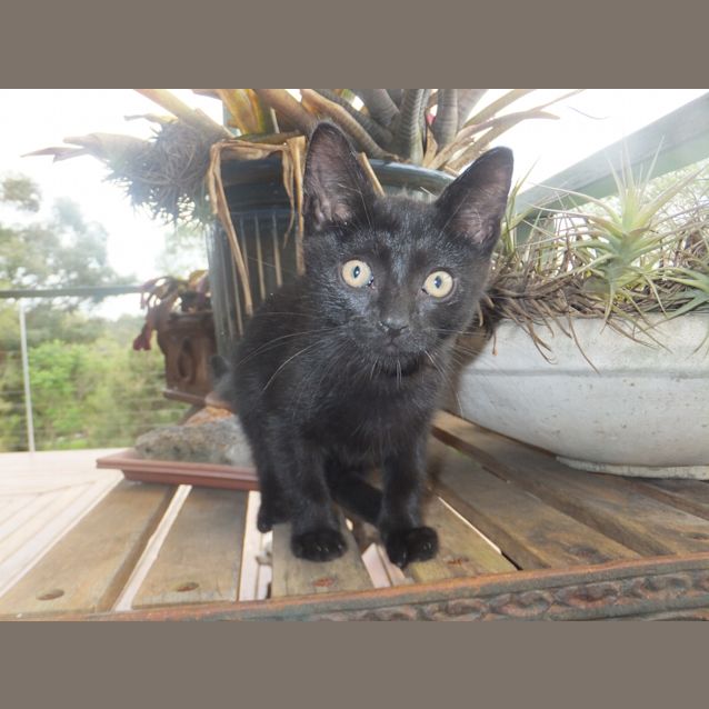 Photo of Comet