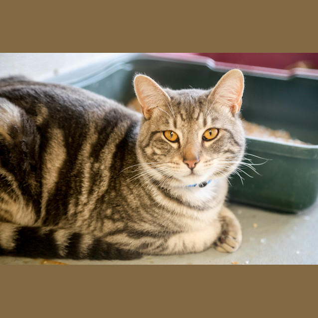 Photo of Capriccio (4826)