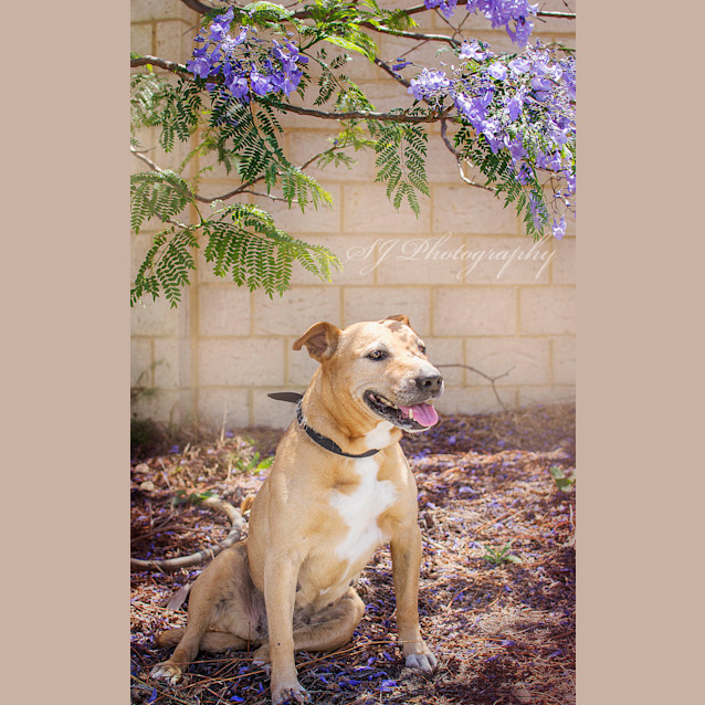 Photo of Poppy Dl1108