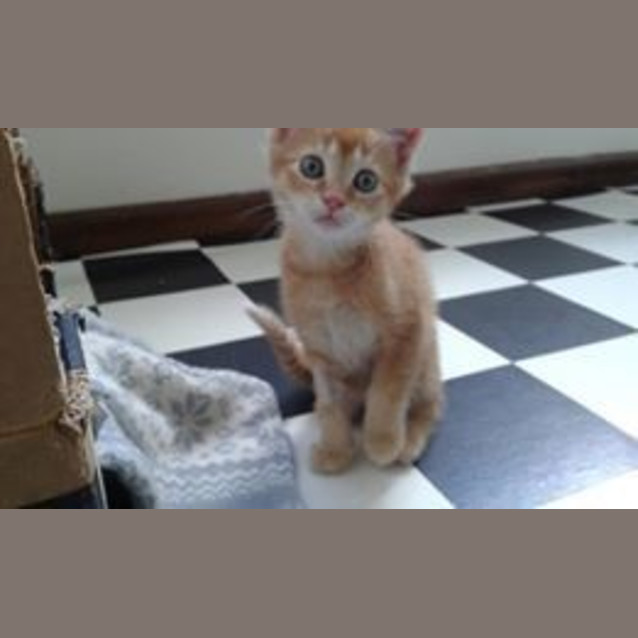 Photo of Coco