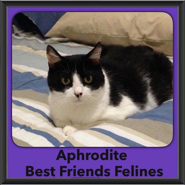 Photo of Aphrodite 