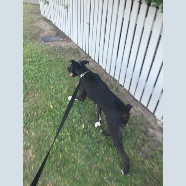 Photo of Pirate *Adoption Pending*