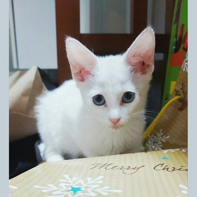 Photo of Piper * $100 This Month Only! *