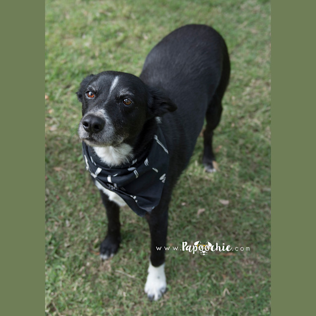 Photo of Devi * Adoption Pending *