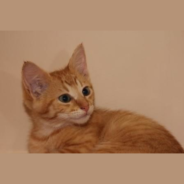 Photo of Tigger