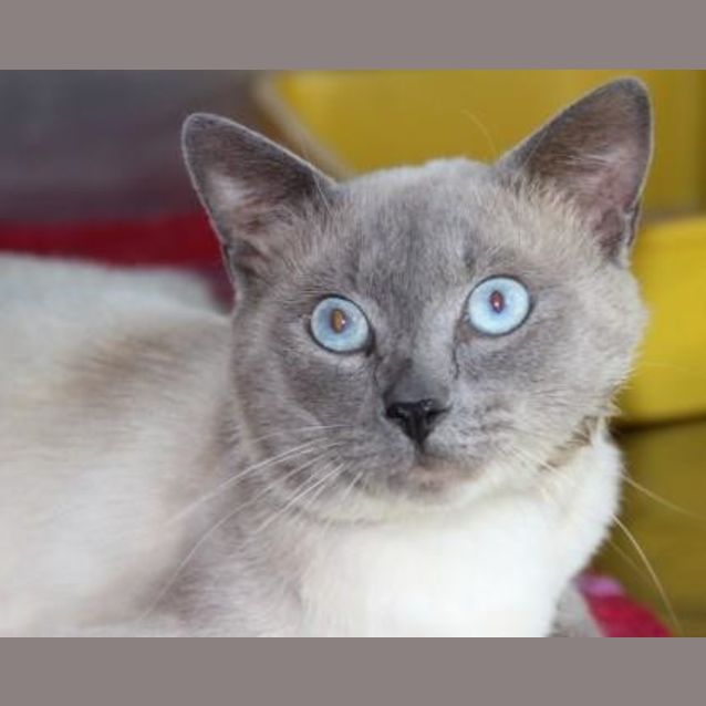 Photo of Blue