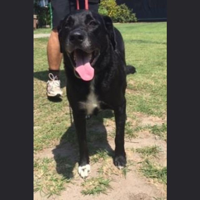 Photo of Huey