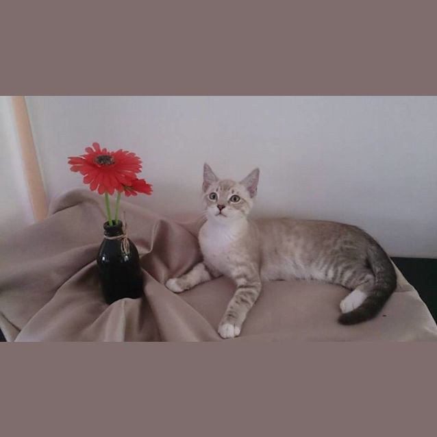 Photo of Dante