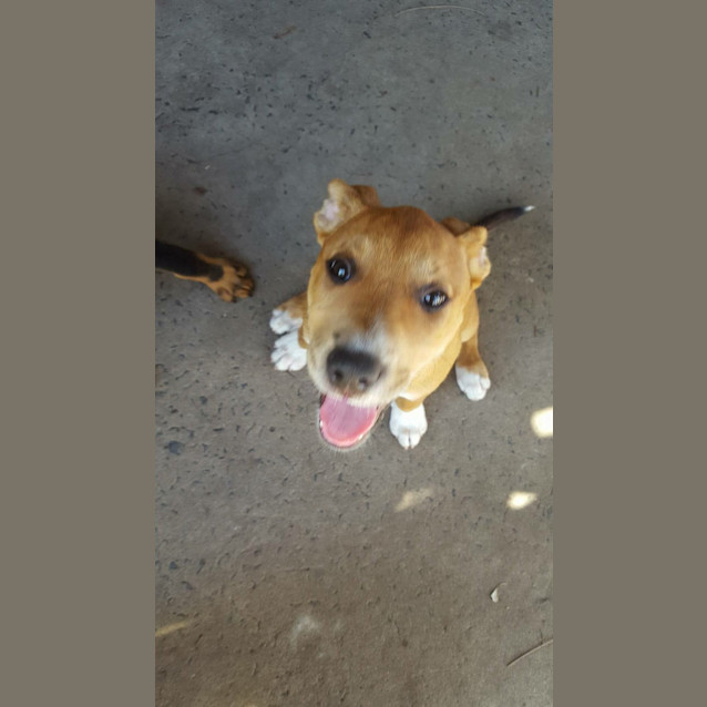 Photo of Phoenix (Child/Dog Exposure)
