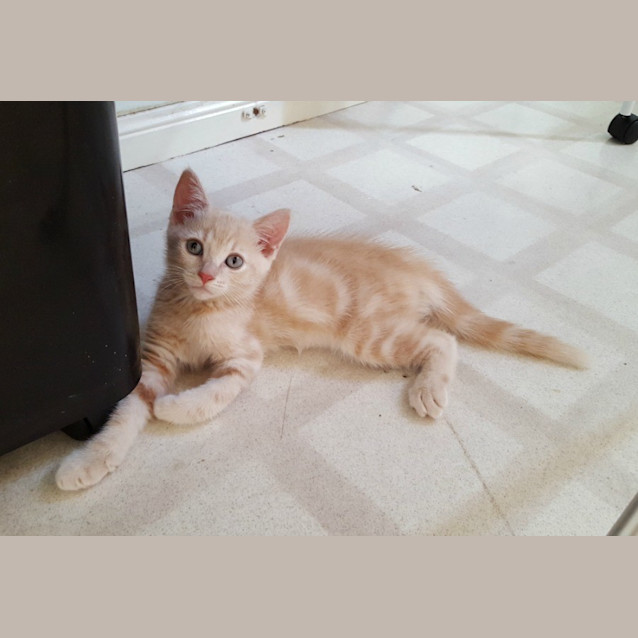 Photo of Archie