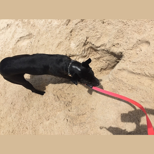 Photo of Pirate *Adoption Pending*