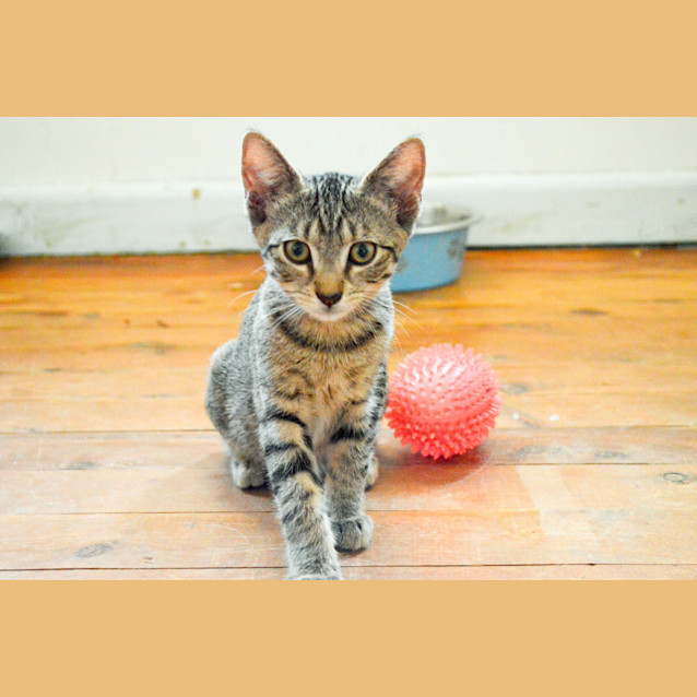 Photo of Sheldon   Only $120!