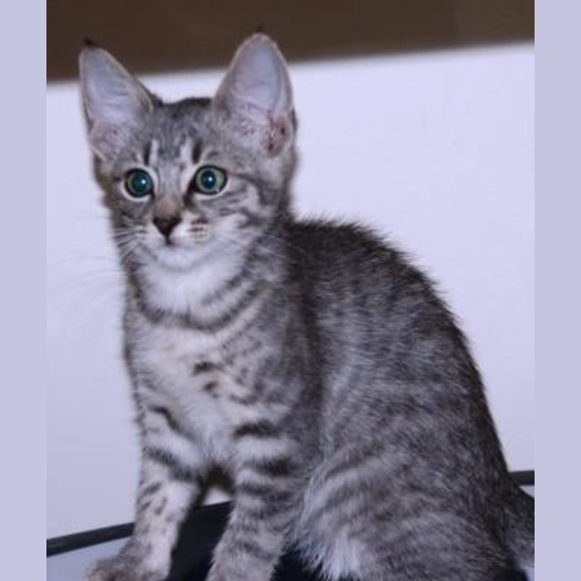 Photo of Toby