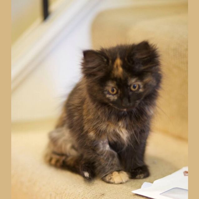 Photo of Ladybird