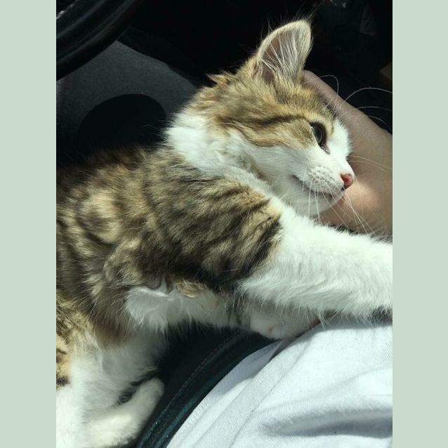 Photo of Cinnamon *On Trial*