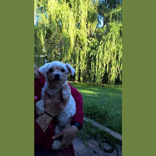 Photo of Muffin