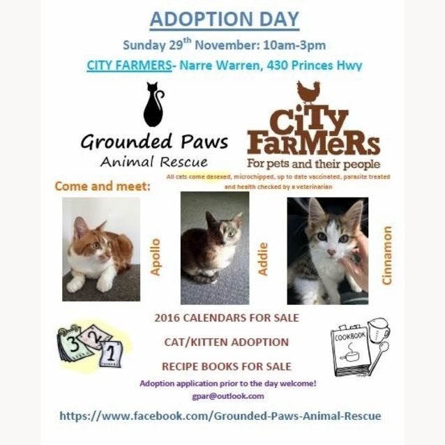 Photo of Cinnamon *On Trial*