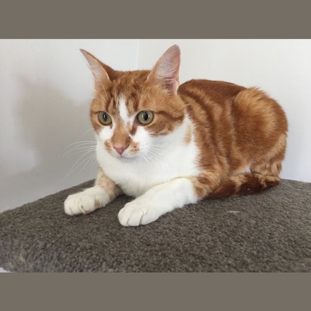 Photo of Apollo *On Trial*