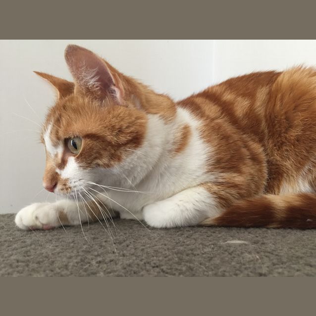 Photo of Apollo *On Trial*