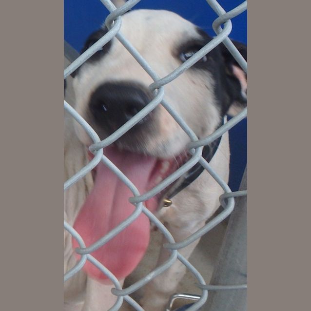 Photo of Yogi