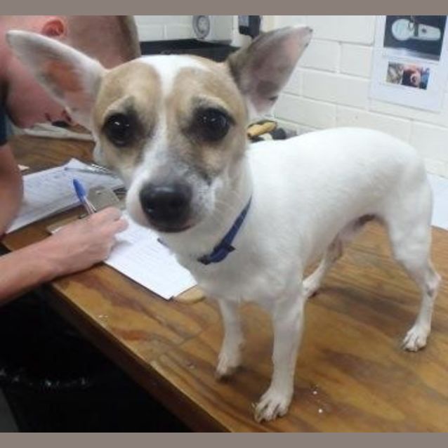 Photo of Chico