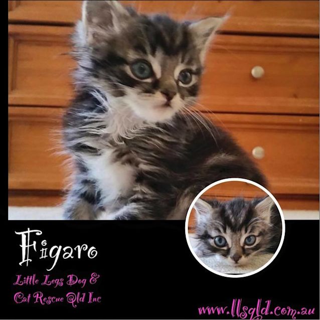 Photo of Figaro