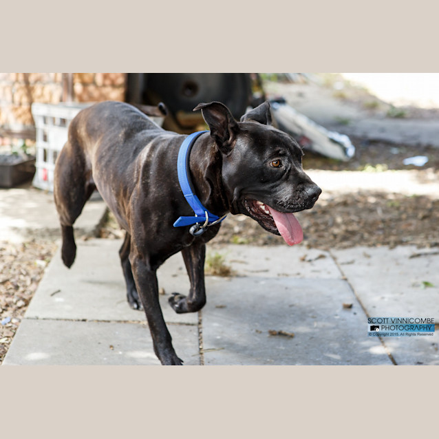 Photo of Cheyenne *Urgent Foster Needed*