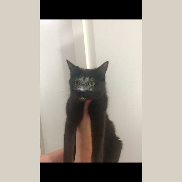 Photo of Midnight Adoption Fee $120