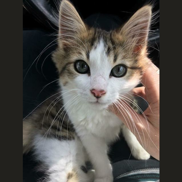 Photo of Cinnamon *On Trial*