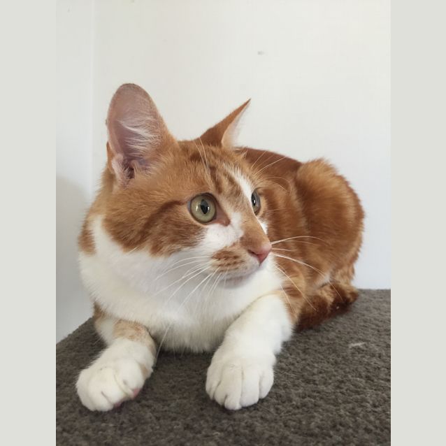 Photo of Apollo *On Trial*