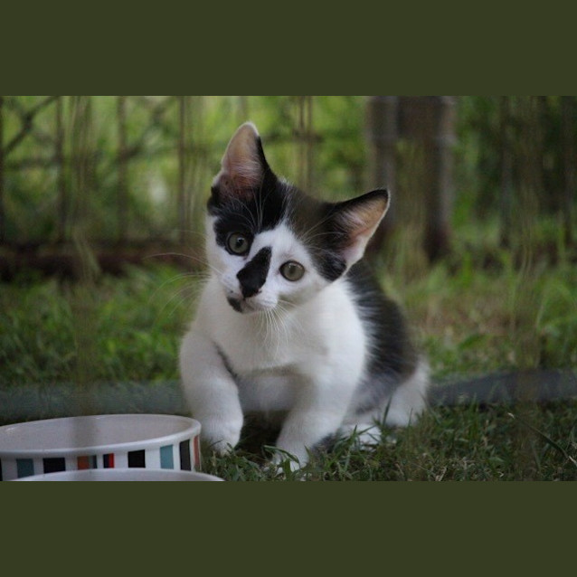 Photo of Jett  * $50 Only *