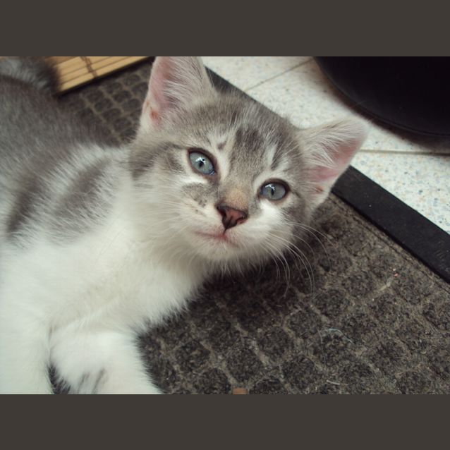 Photo of Shadow