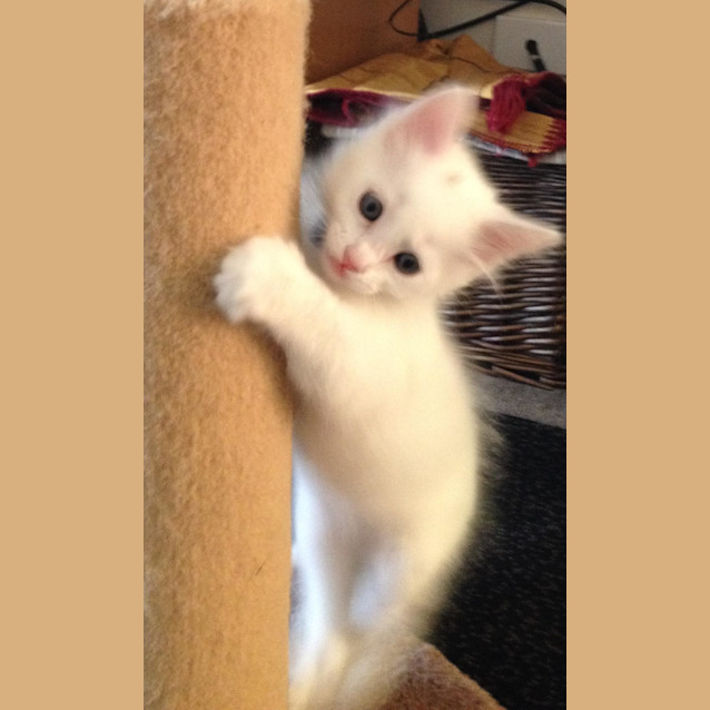 Photo of Aspen