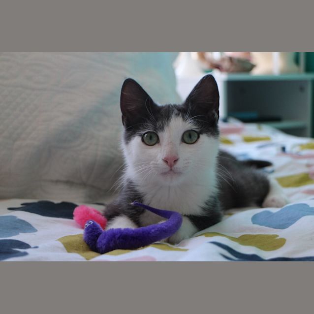 Photo of Harvey