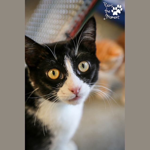 Photo of Anwen (4934)