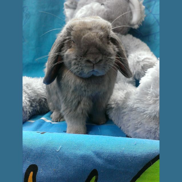 Photo of Rambo (Vib)