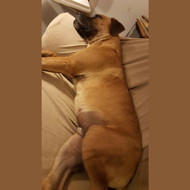 Photo of Moose (Adoption Pending)