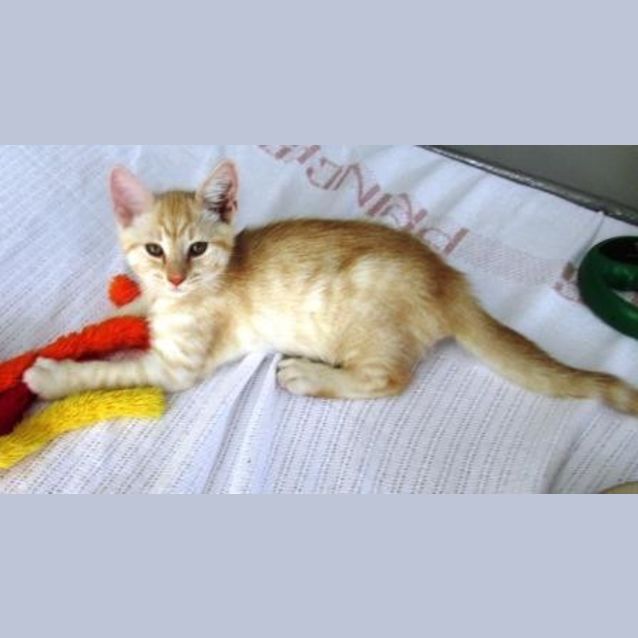 Photo of Thor